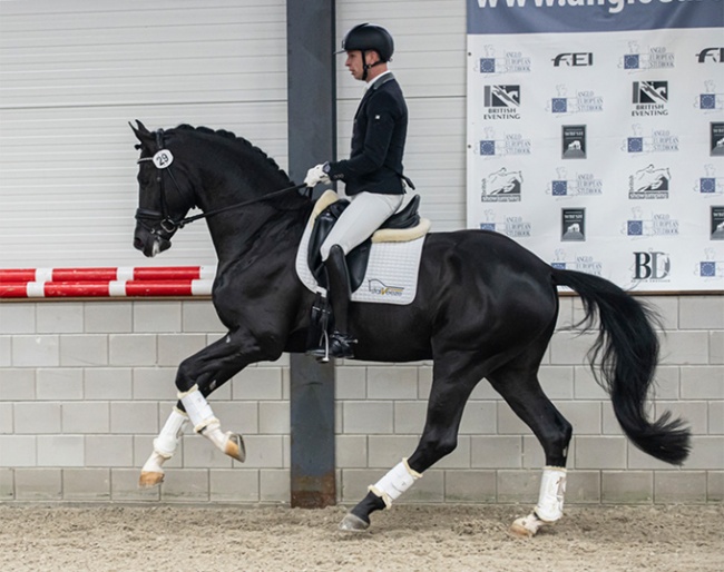 Bart Veeze on Supreme at the 2021 AES Stallion Licensing :: Photo © AES