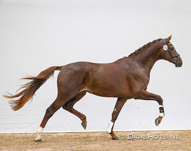 Oberyn Red Viper ZL (by Romanov  x Sir Sinclair) at the pre-selection for the 2022 KWPN Stallion Licensing :: Photo © Digishots