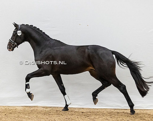 O’Champ M (by Just Wimphof x Galaxie) at the pre-selection for the 2022 KWPN Stallion Licensing :: Photo © Astrid Appels