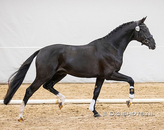Omar Sharif (by Escamillo x Ferguson) at the pre-selection for the 2022 KWPN Stallion Licensing :: Photo © Digishots
