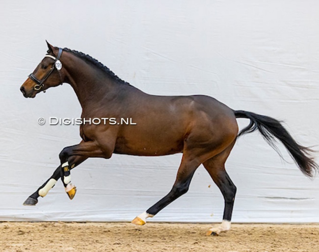 Oromance (by For Romance x Rousseau) :: Photo © Digishots