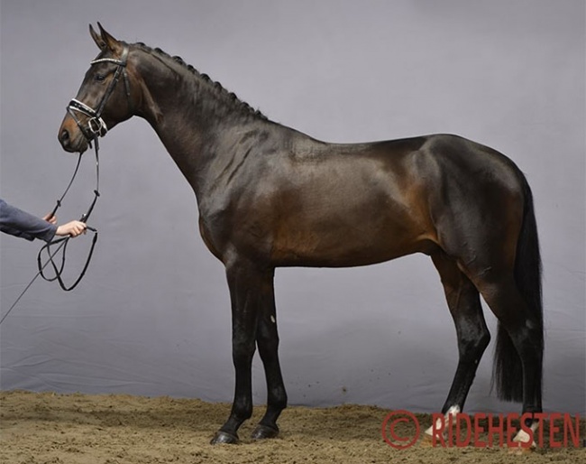 Straight Horse Ramses at the 2020 Danish Warmblood stallion licensing :: Photo © Ridehesten