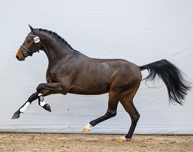 Olympus VDT (s.Romanov Blue Hors), half-brother to auction top seller My Toto VDT (s. GLOCK’s Toto Jr.)