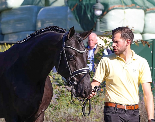 The Morricone x Fidertanz at the pre-selection in Coesfeld for the 2021 Hanoverian Stallion Licensing :: Photo © Hannoveraner Verband