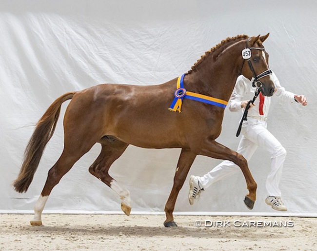 Premium stallion Nirvana (by Governor x Vivaldi) at the 2021 KWPN Stallion Licensing :: Photo © Dirk Caremans