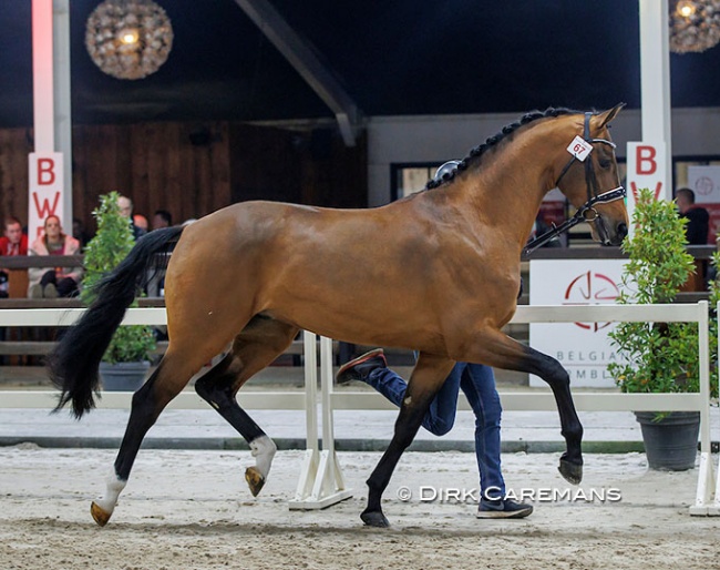Titalis Van De Kempenhoeve (by Vitalis x Stedinger) : Photo © Dirk Caremans