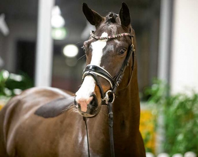 With head number 1, Fiadora by Fürsten-Look x Valentino opens the auction round :: Photo: Hannoveraner Verband