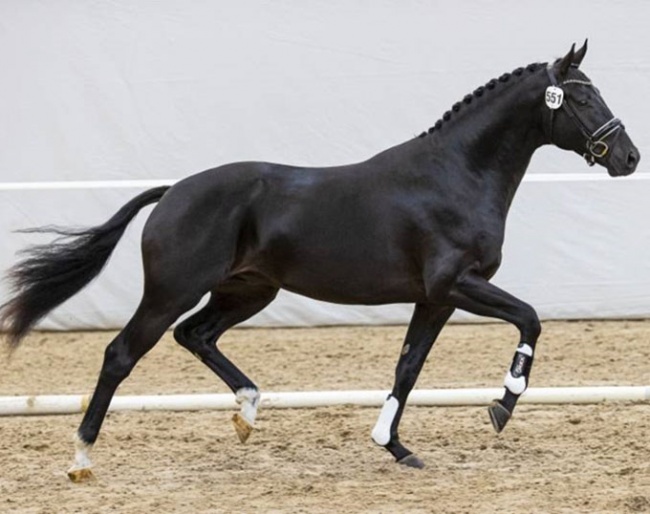 Onyx (by Taminiau x Uphill) 