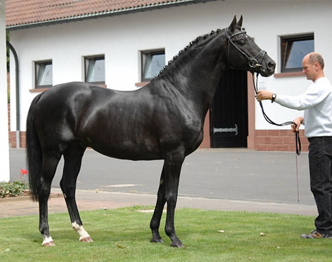 Elite Trakehner stallion Sixtus :: Photo courtesy Gestüt Hörstein