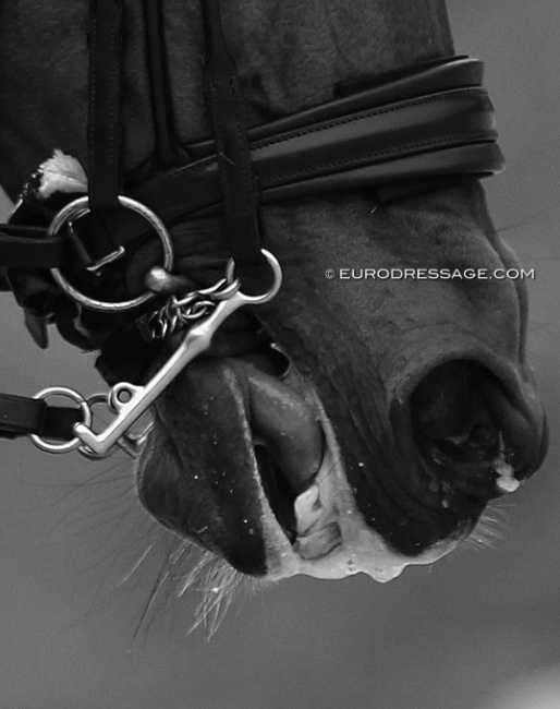 Double padding under a noseband does not lead to a more comfortable fit :: Photo © Astrid Appels