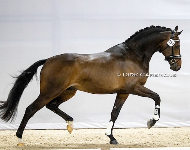 Olympus VDT (s.Romanov Blue Hors), half-brother to auction top seller My Toto VDT (s. GLOCK’s Toto Jr.)