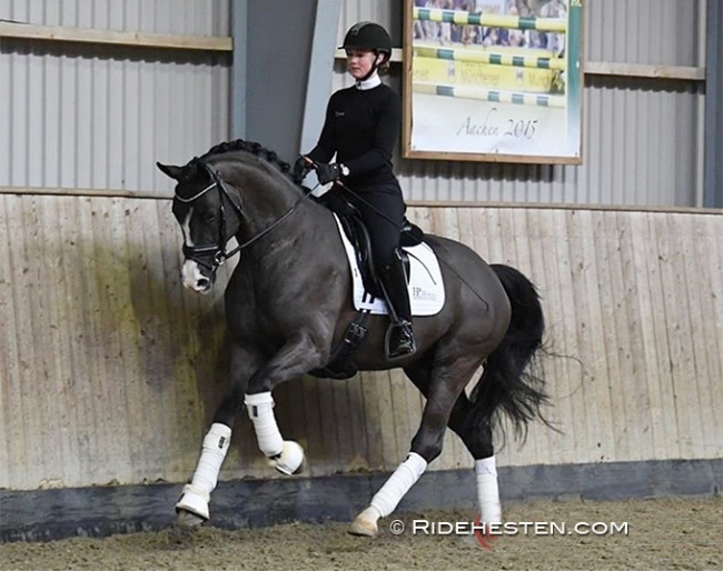 MSJ Q (by Quantensprung x Bordeaux) at the 35-day DWB stallion performance test in Tørring :: Photo © Ridehesten