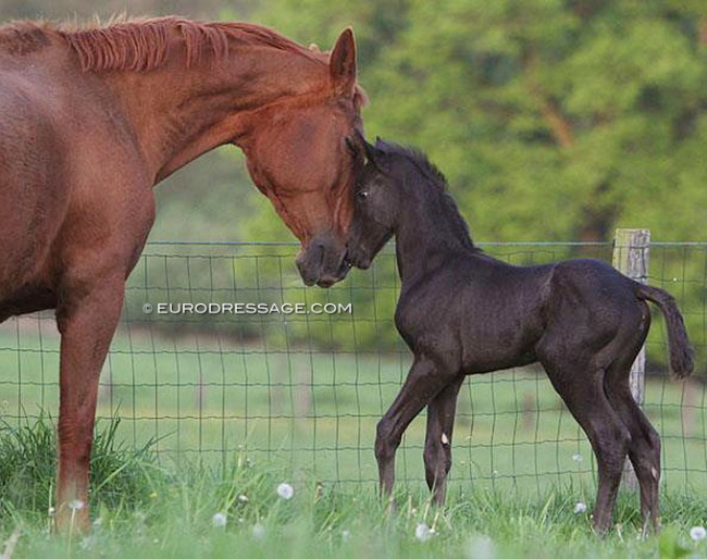 mare and foal in the field :: Photo © Astrid Appels