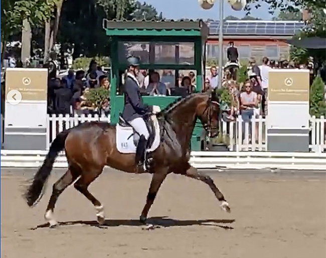 Screen capture of Quiraz at the 2021 Bundeschampionate