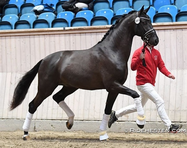 Skovdals Storm, now Blue Hors Storm (by Sezuan x Tailormade Temptation) :: Photo © Ridehesten