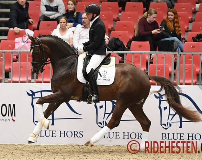 2020 Oldenburg Licensing Champion Fortunate :: Photo © Ridehesten