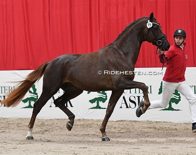 KWPN premium stallion Opoque (by All At Once) being presented at the 2022 Danish Warmblood Stallion Licensing in Herning this weekend. He will do the Suitability Test in Germany :: Photo © Ridehesten