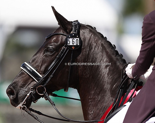 Pricked ears at the 2022 Palm Beach Dressage Derby: Donatalla M :: Photo © Astrid Appels