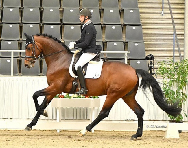 For Kingdom (by For Emotion x Dimaggio) at the 2022 Stallion Sport Test in Verden :: Photo © Kiki Beelitz