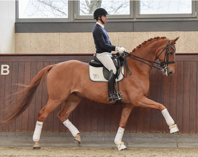 Rubico, 6-year old Oldenburg gelding by Rubin Royal x Stedinger x Wolkentanz II