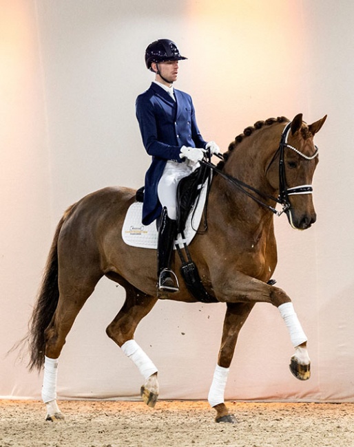 Pavo cup champion Ivoli-e (by Dream Boy) is part of the 2022 Excellent Dressage Sales collection