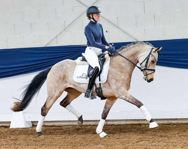 The 4-year old D-Beauty, a full sister to the licensing champion and S-level dressage winner Dating AT NRW.