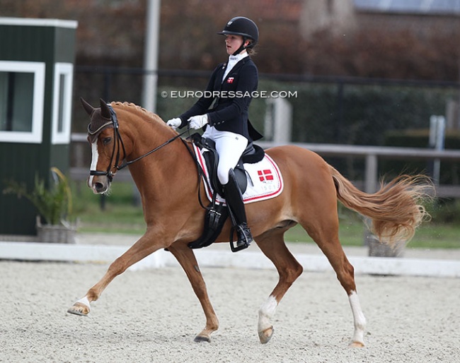 Selma Ludvigsen and Egelykkes Perfetto at the 2022 CDI Opglabbeek :: Photo © Astrid Appels