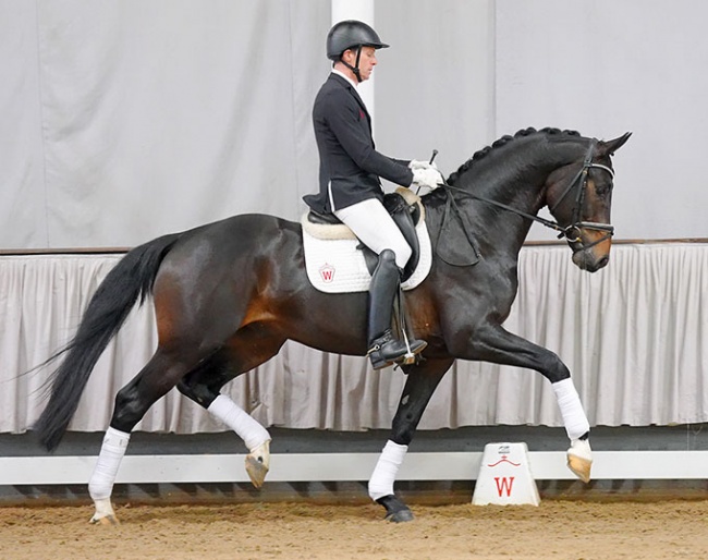 Number 1 of the dressage horses: Four O´Clock Rock (by For Romance I x Robespierrot)