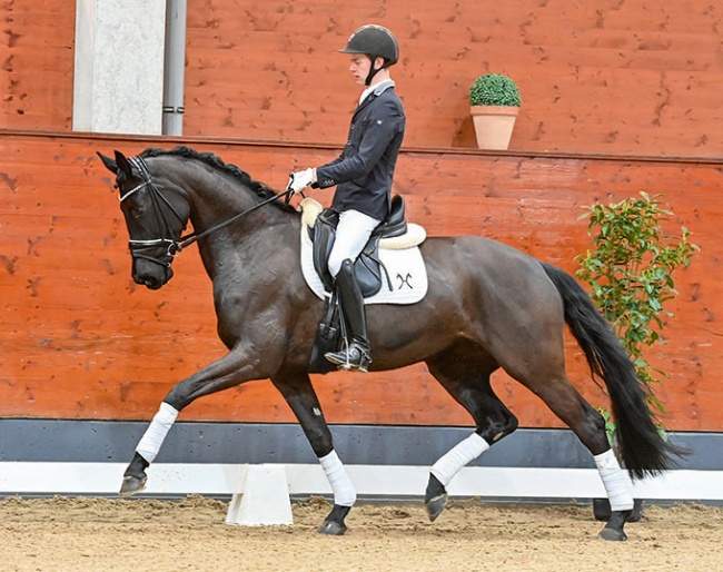 Moonlight Sonata (by Morricone x Lauries Crusador xx x Raphael) :: Photo © Hannoveraner Verband