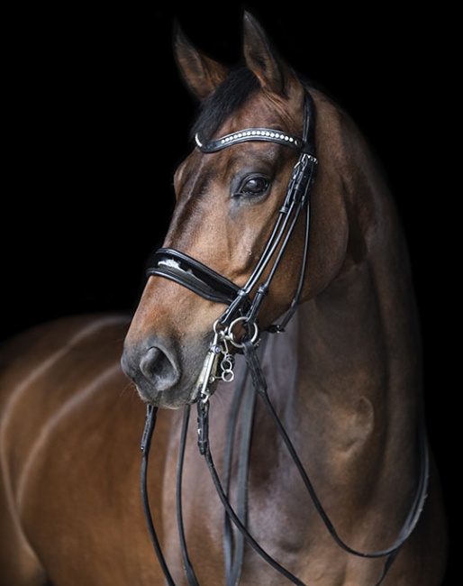 Graaf Donnerhall (by Sir Donnerhall x Warkant x Eiger)