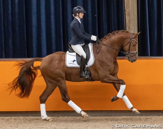 Franka Loos with Mowgli VOD at the presentation of the 2017 born stallions during the 2021 KWPN Stallion Licensing :: Photo © Dirk Caremans