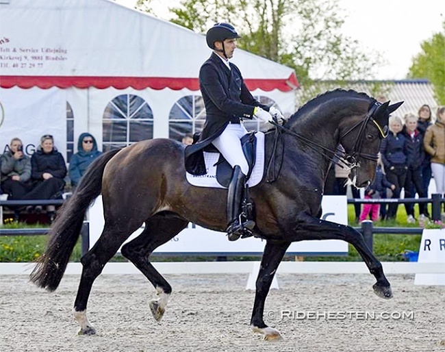 Andreas Helgstrand and Jovian at their international Grand Prix debut in Aalborg :: Photo © Ridehesten