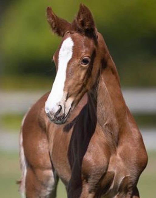 The 2-day old, still nameless foal by Toto Jr out of Deja