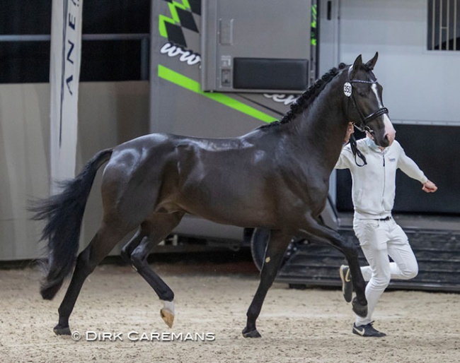Eurostar U.S. (by Escamillo x Vivaldi x Don Schufro) - also known as El Vivo PS, Extreme US and Easy Boy U.S. - at the 2022 KWPN Stallion Licensing in Ermelo :: Photo © Dirk Caremans
