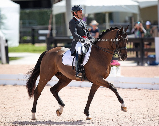 Colombian Raul Corchuelo on Harley N (by Chagall x Oscar) at the 2022 CDI Wellington :: Photo © Astrid Appels