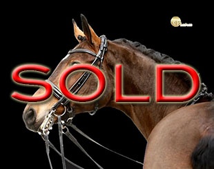 Prinzessin (by Furst Piccolo x Royal Diamond)