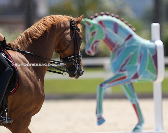 Horses in equestrian sport :: Photo © Astrid Appels