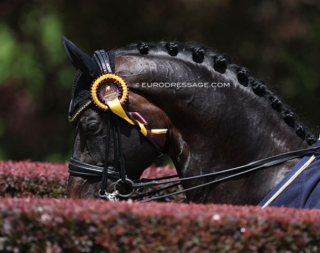 Jovian at the 2022 CDI Aachen Dressage Days in Hagen :: Photo © Astrid Appels