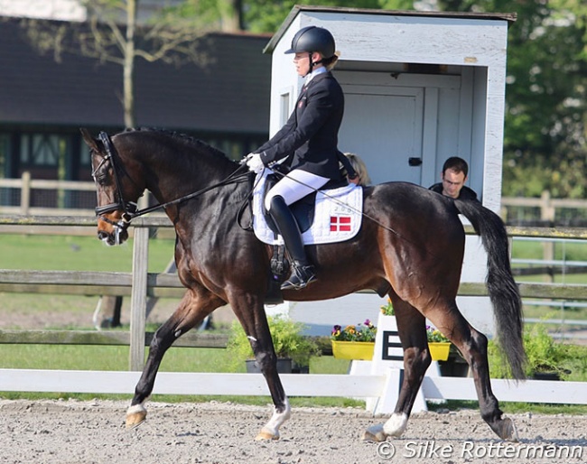 Katrine Kristensen and Gørklintgaard's Quater at the 2022 CPEDI Waregem :: Photo © Silke Rottermann