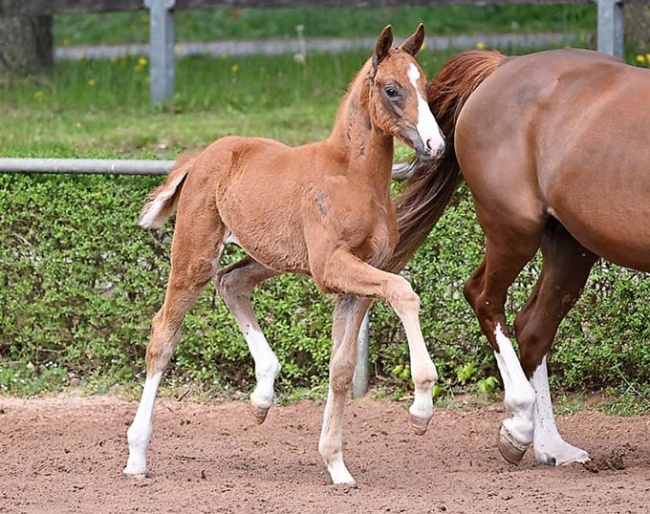 Best Boy (by Belantis II x Quadroneur) :: Photo © Bjorn Schroeder