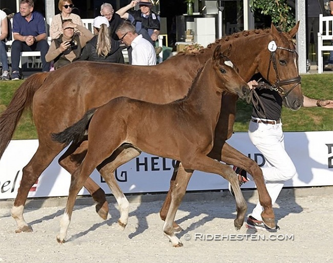 Dynamic Heart (by Dynamic Dream x Blue Hors Zack x Michellino) :: Photo © Ridehesten