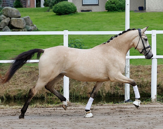 Steendieks Waikiki (by Chambertin Junior x Goldfever)