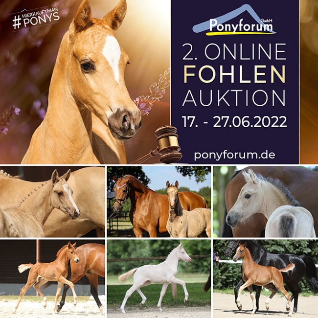 Ponyforum - 2nd online pony foal auction of the 2022 summer season