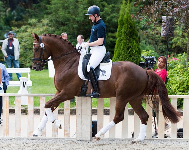 Dries van Dijck on Valerioll at the 2022 Hof Kasselmann and Paul Schockemöhle Hybrid Auction on 17 June 2022 :: Photo © Thomas Hellmann