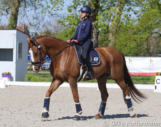 Anne-Frédérique Royon on Quaterboy LH schooling at the 2022 CPEDI Waregem :: Photo © Silke Rottermann