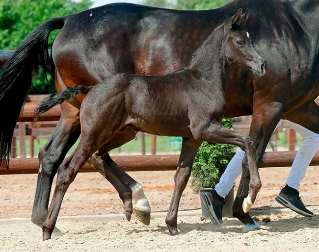 MSJ Bingo, colt by Bon Coeur x Bordeaux