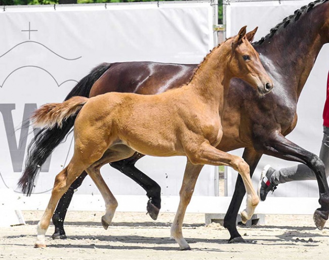 Vamos Amigas, the full sister to Cathrine Dufour's Aachen champion Vamos Amigos (by Vitalis x Hotline) :: Photo © Recki media