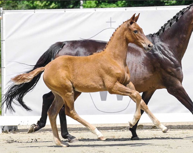 Vamos Amigas, the full sister to Cathrine Dufour's Aachen champion Vamos Amigos (by Vitalis x Hotline) :: Photo © Recki media