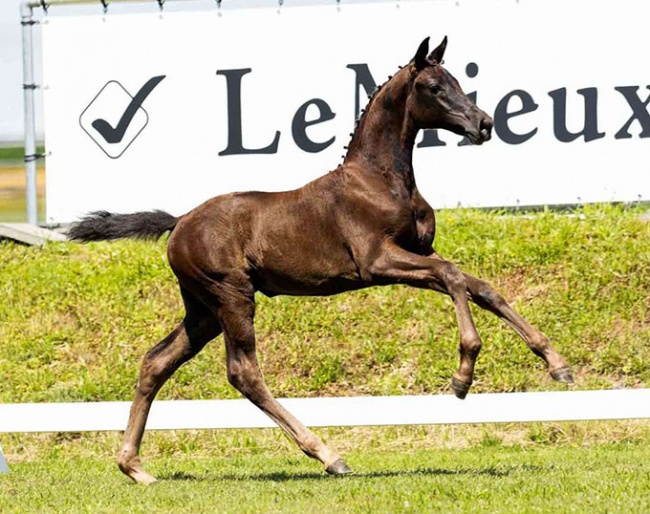  Sara-Melia (by Glamourdale x Jazz) is part of the 2022 Van Olst Online Foal Auction collection