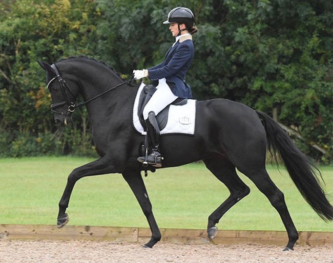 BKS Fantasia (by Furstenball x Rubin Royal)